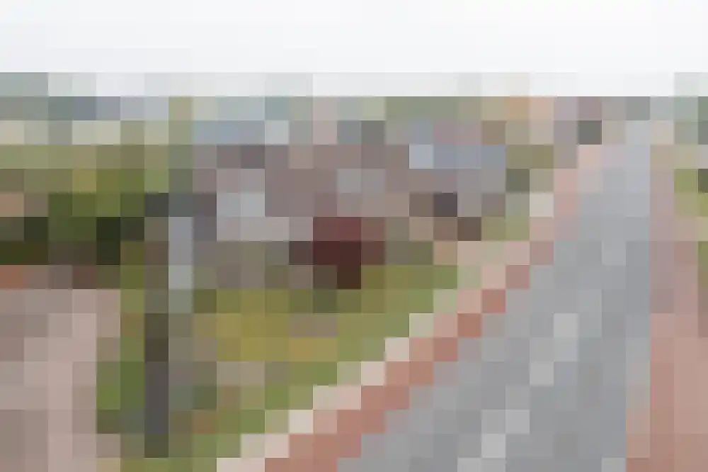 Willeskop 62 a Montfoort thumbnail 44