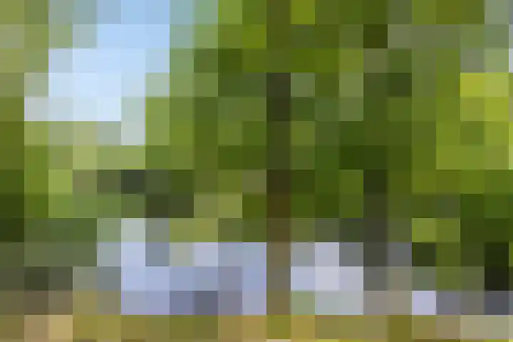 Willibrorduslaan 123 Waalre thumbnail 52