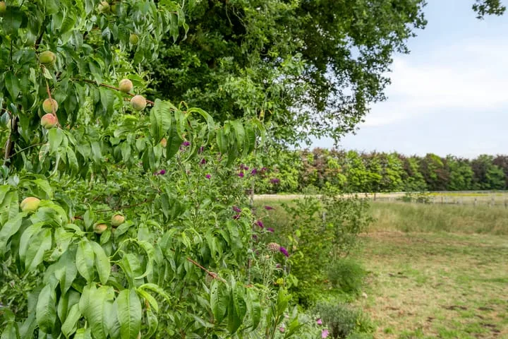 Willibrordusweg 195 Oss thumbnail 24