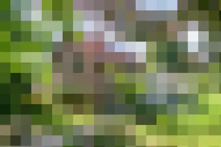 Willibrordusweg 195 Oss thumbnail 28