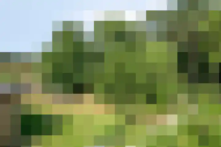Willibrordusweg 195 Oss thumbnail 33