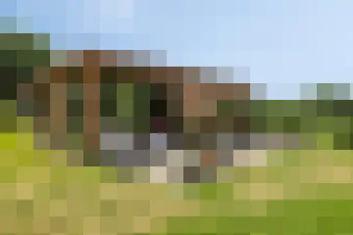 Willibrordusweg 195 Oss thumbnail 80