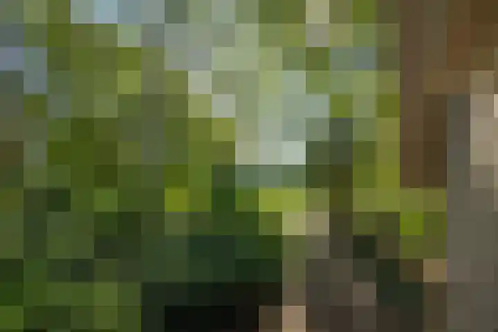 Willibrordusweg 199 Oss thumbnail 34