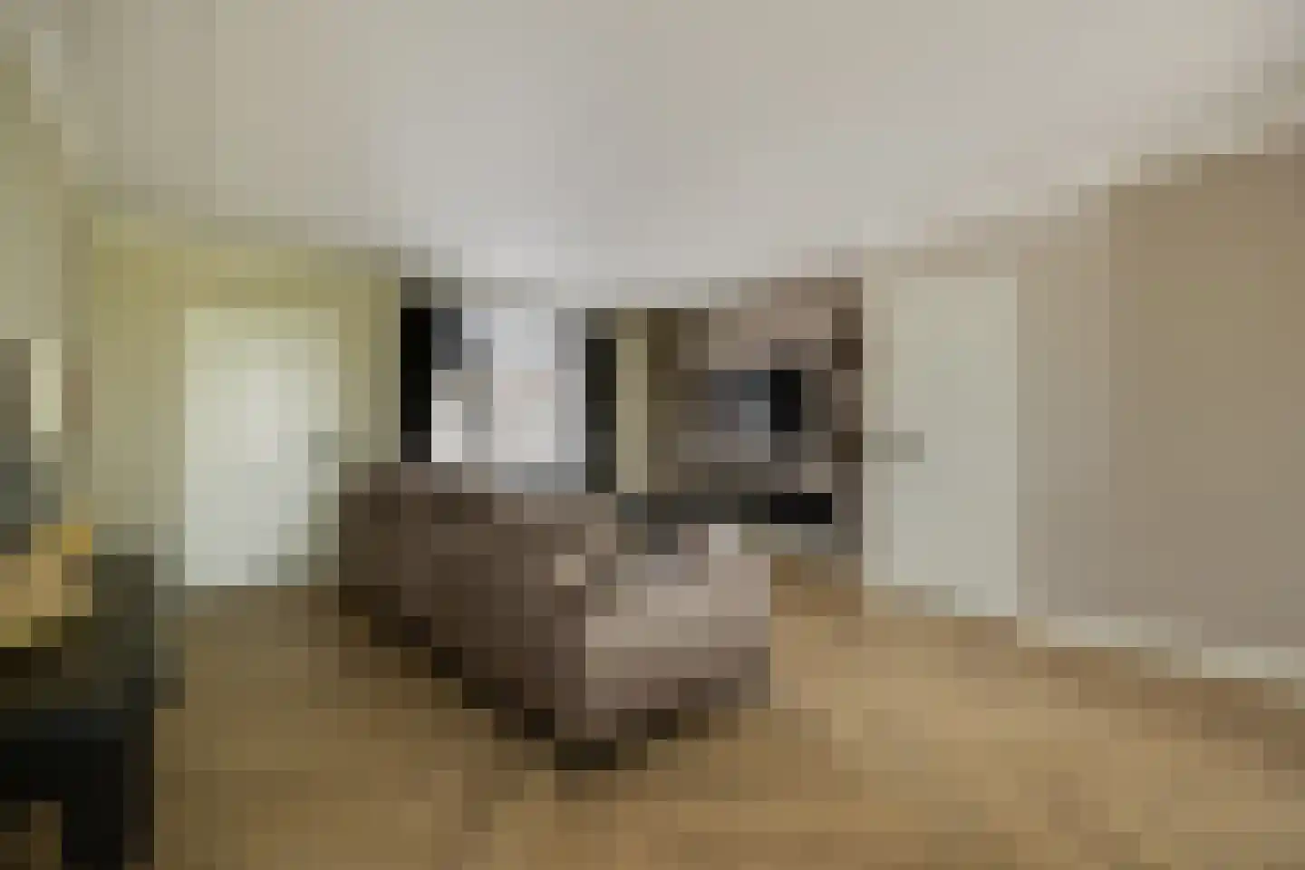 Willibrordusweg 6 Esch thumbnail 4