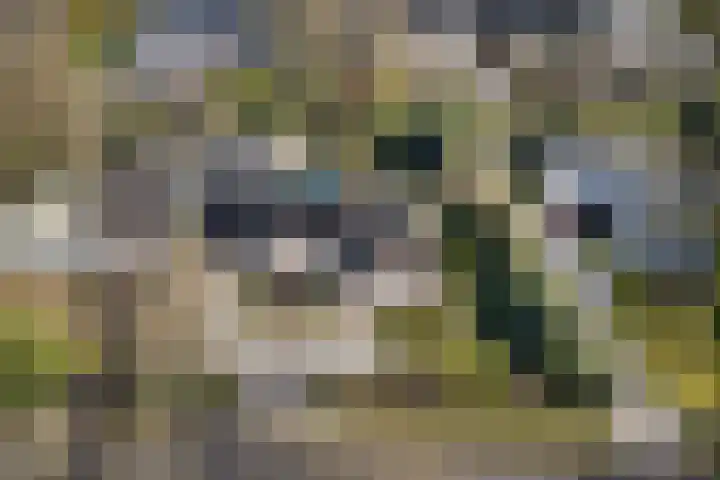 Willibrordusweg 96 Oss thumbnail 43