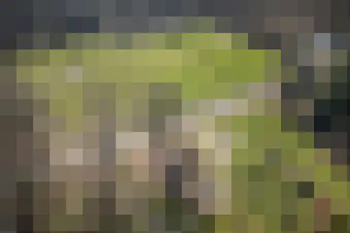 Willibrordusweg 96 Oss thumbnail 45