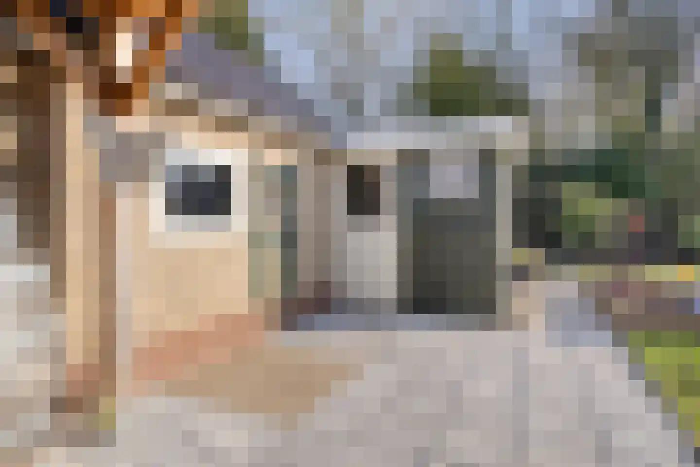 Wiltingerweg 35 Appelscha thumbnail 37