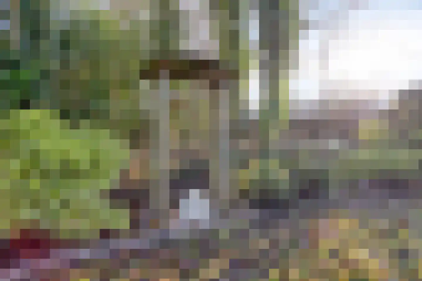 Wiltingerweg 35 Appelscha thumbnail 46
