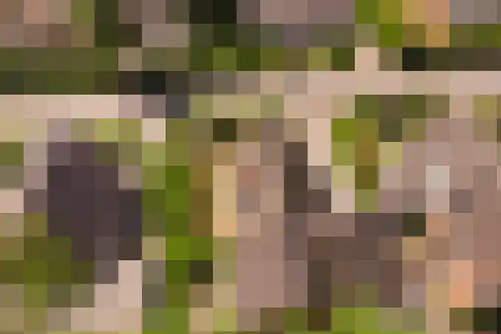 Wiltinkhof 22 Gorssel thumbnail 20