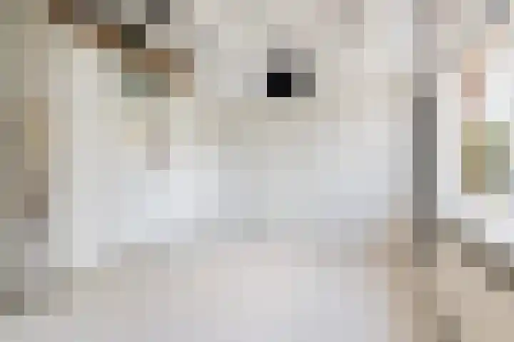 Wiltinkhof 22 Gorssel thumbnail 21