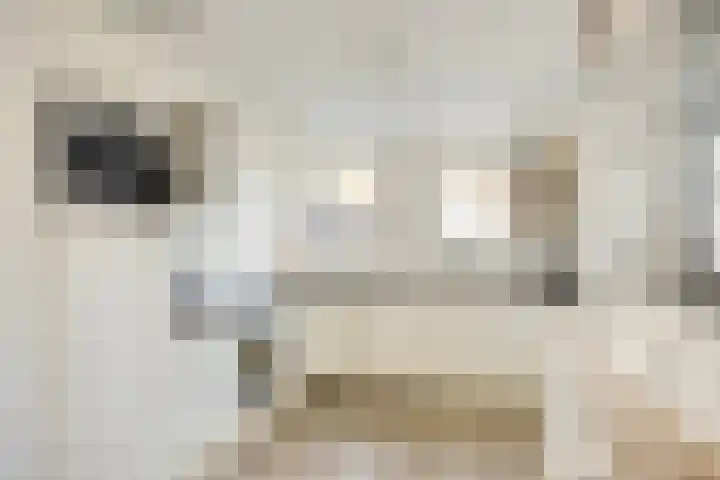 Wim Kanplein 13 Den Haag thumbnail 10