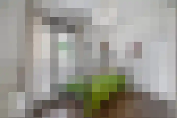 Wim Sonneveldstraat 17 Waalwijk thumbnail 44