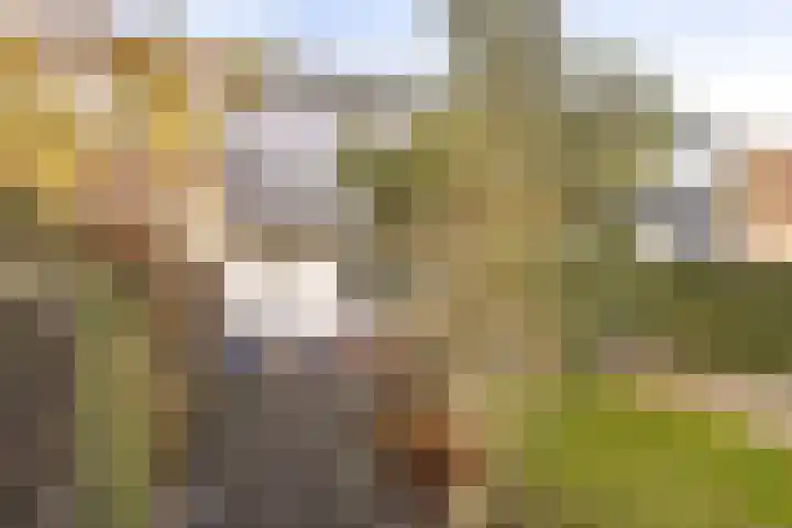 Wimpel 50 Groningen thumbnail 9
