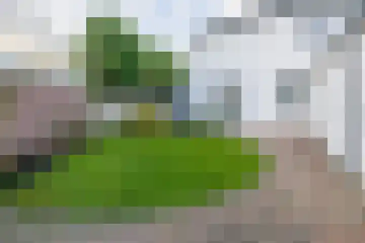 Windhond 13 Tegelen thumbnail 24
