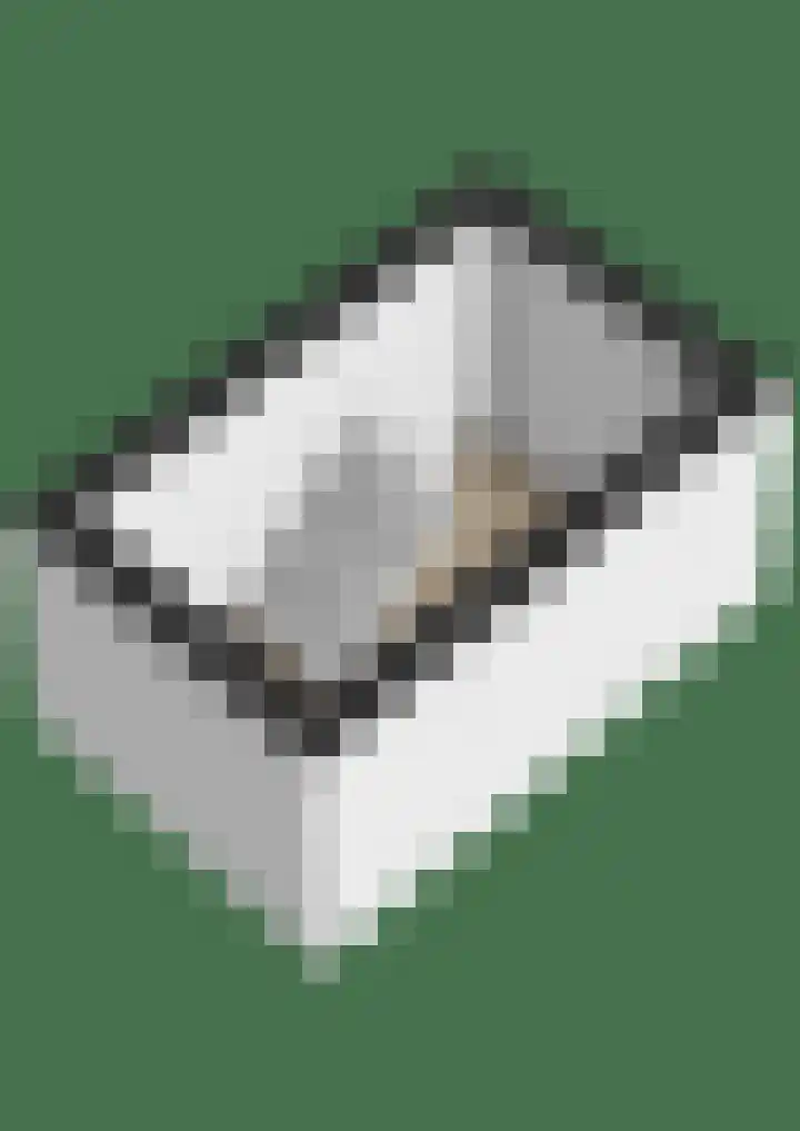 Windhond 13 Tegelen thumbnail 32
