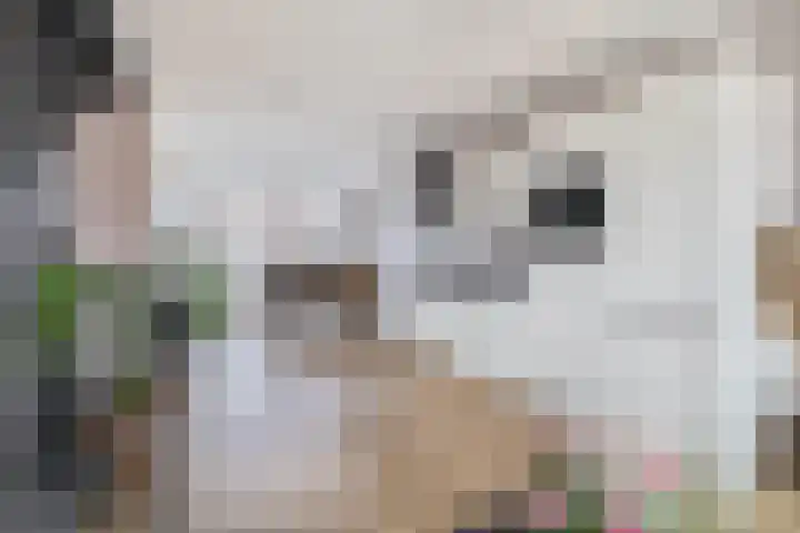 Windkracht 1 Lisse thumbnail 10