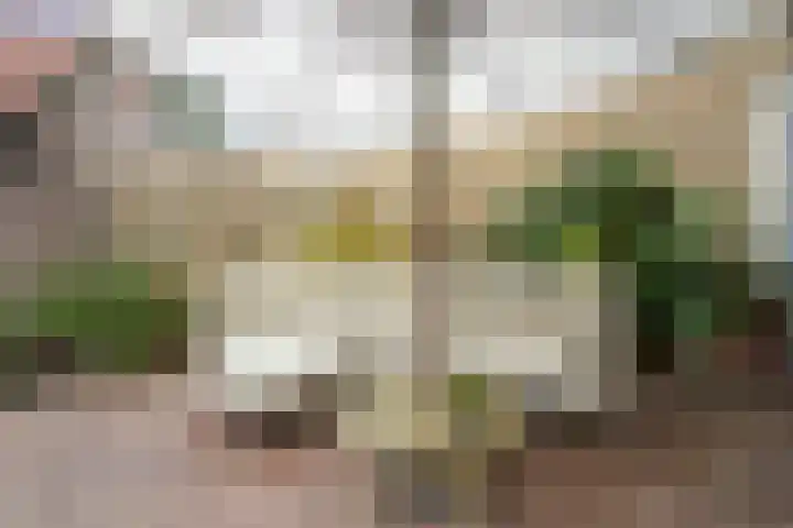 Windlustweg 3 Wassenaar thumbnail 27