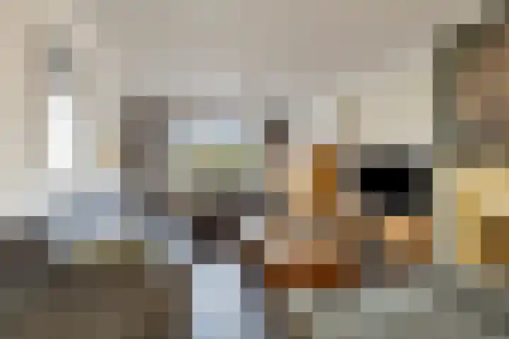 Wingerd 3 Schaijk thumbnail 12
