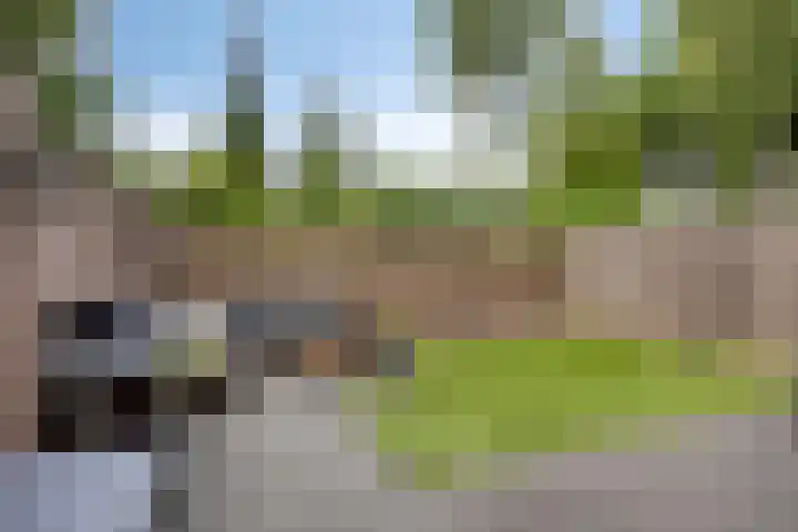 Wingerd 31 Schaijk thumbnail 25