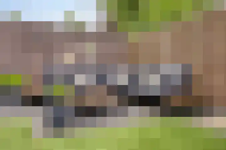 Wingerd 31 Schaijk thumbnail 31