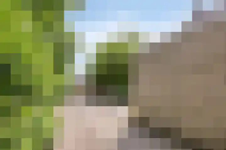 Wingerd 31 Schaijk thumbnail 33