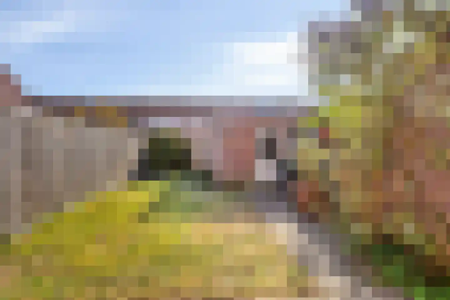 Wingerd 34 Geldrop thumbnail 22