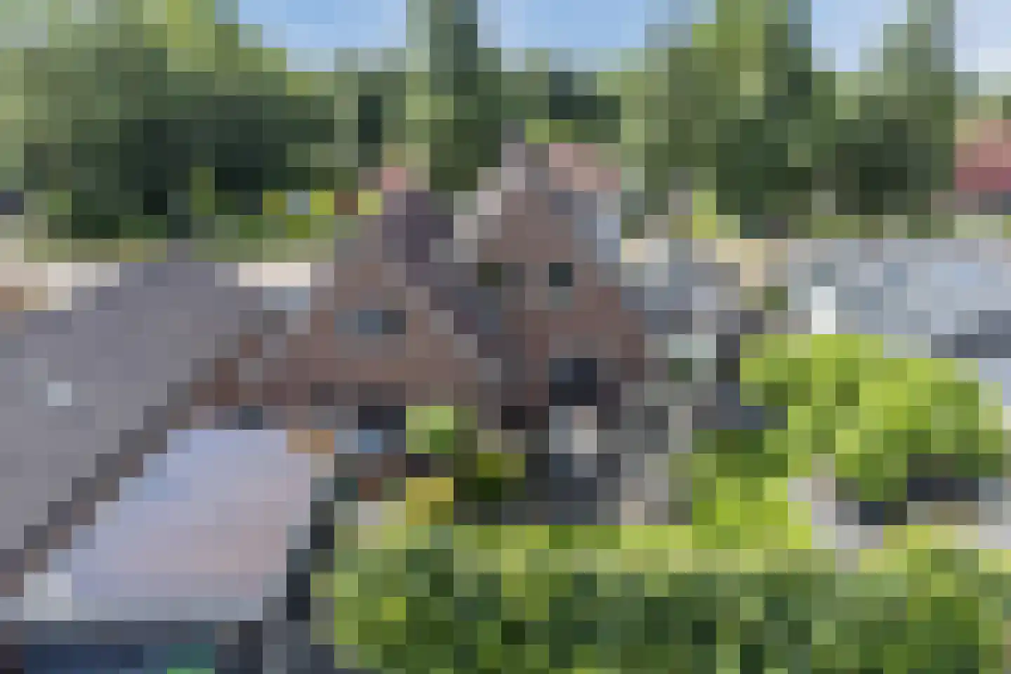 Wingerd 5 Vroomshoop thumbnail 57