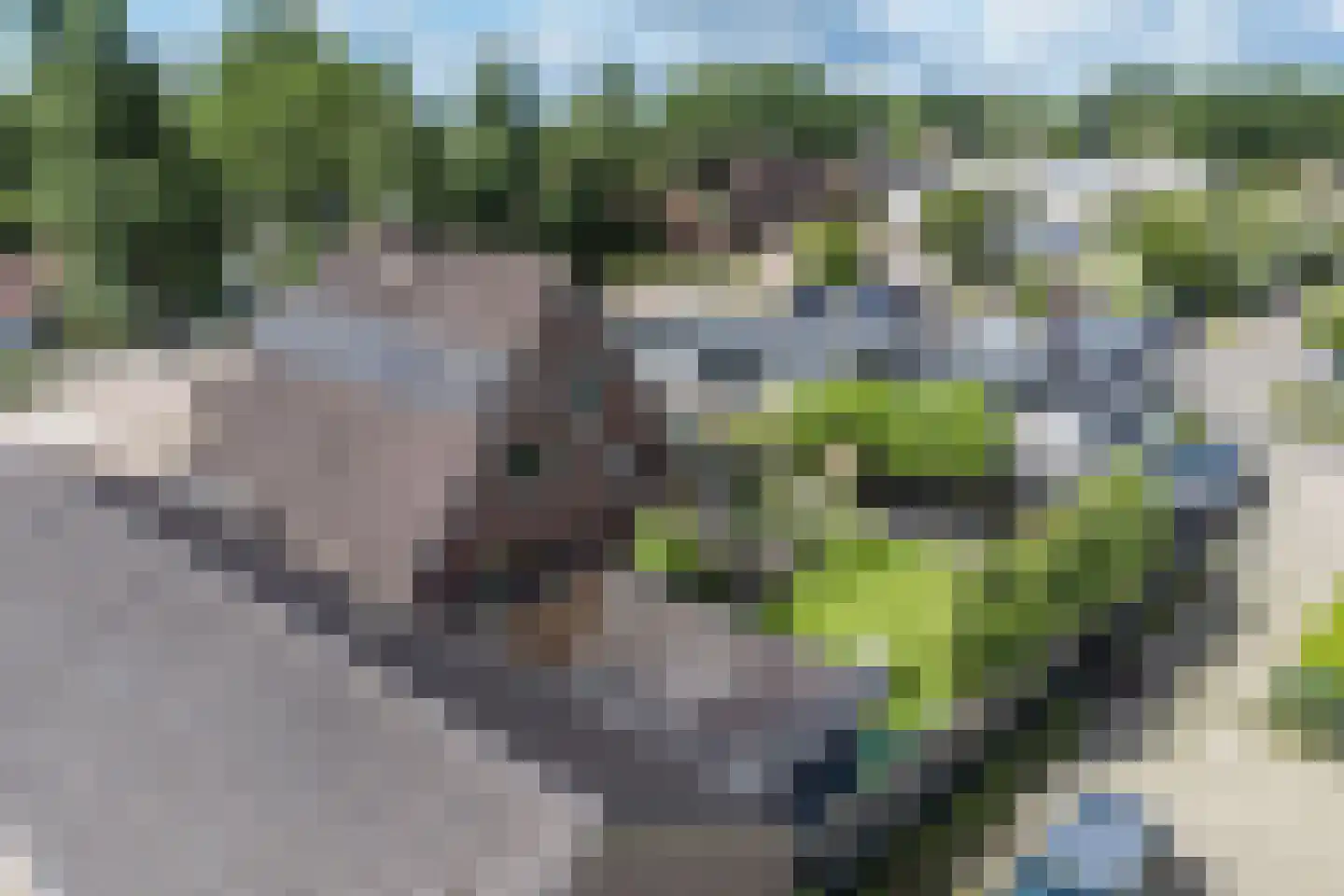 Wingerd 5 Vroomshoop thumbnail 58