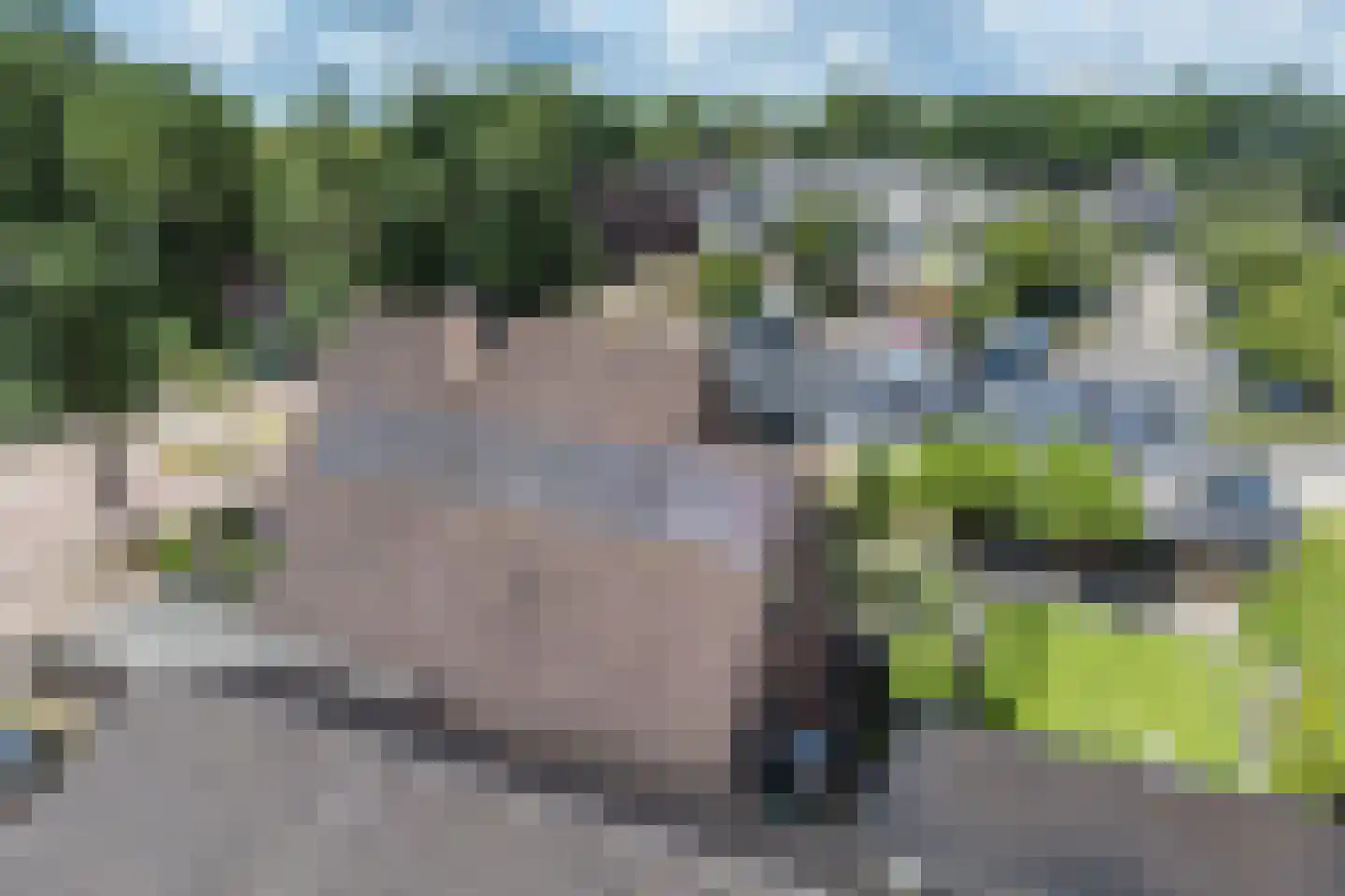 Wingerd 5 Vroomshoop thumbnail 59