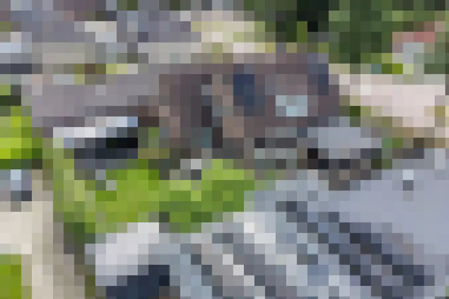 Wingerd 5 Vroomshoop thumbnail 61