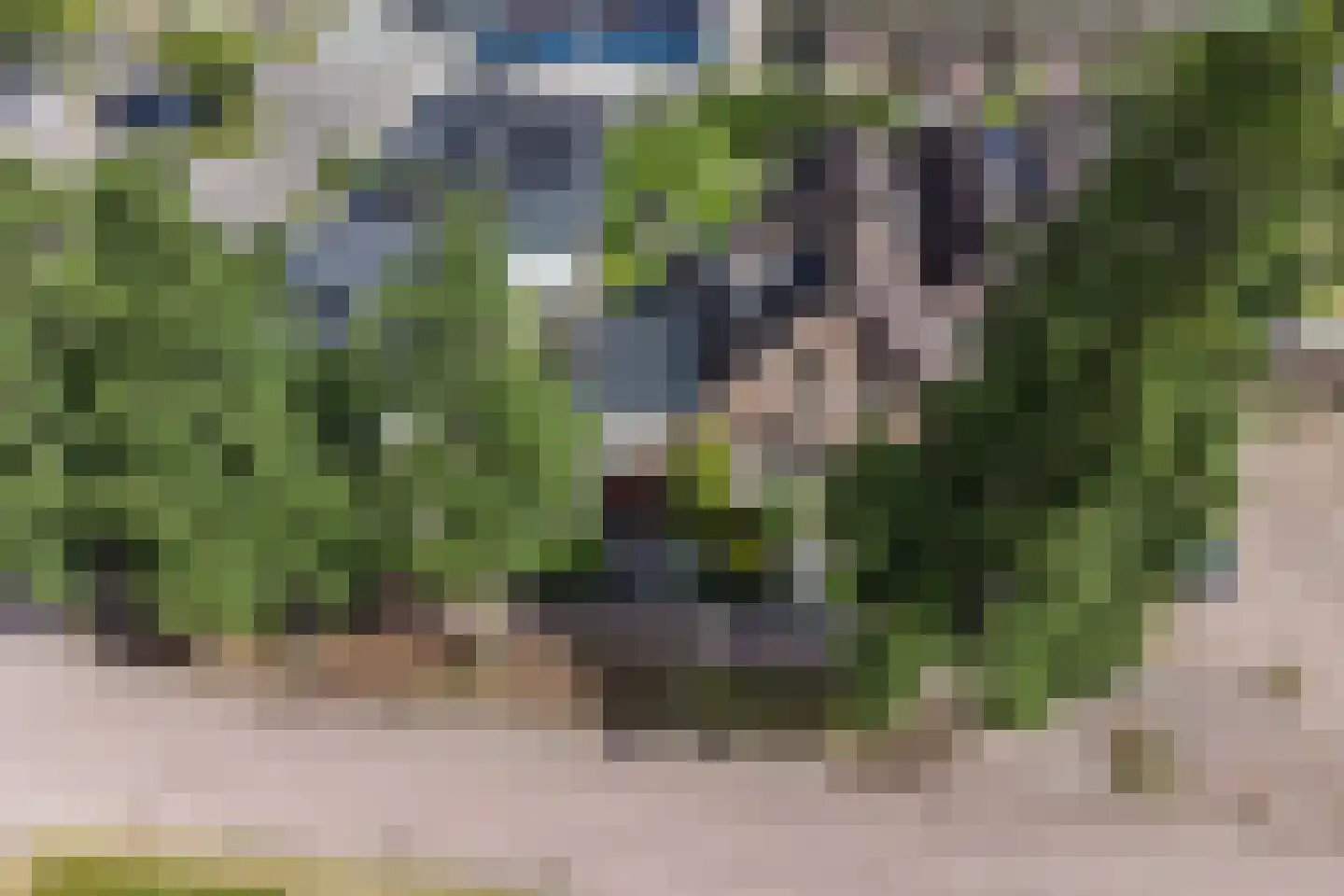Wingerd 5 Vroomshoop thumbnail 63