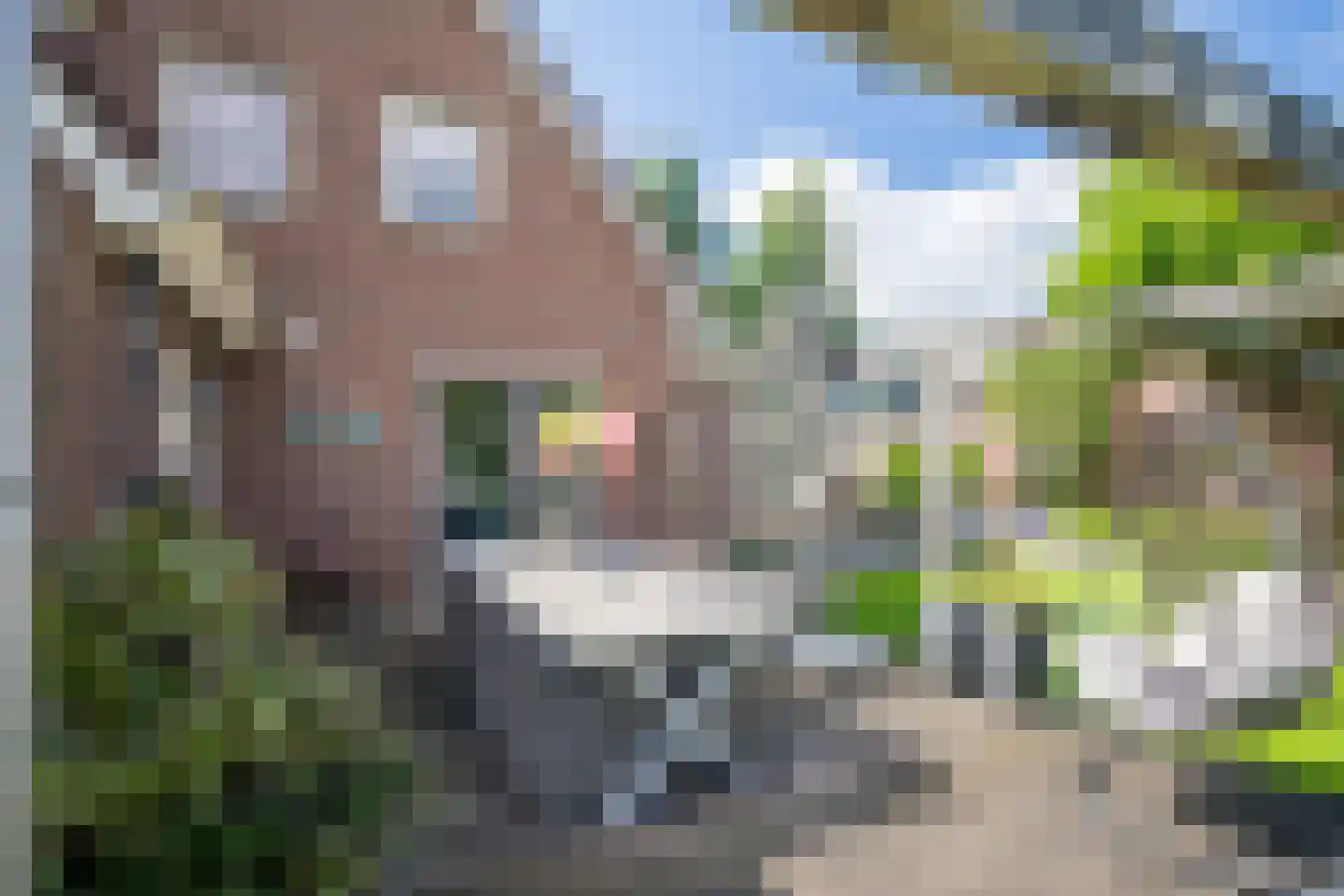 Wingerd 5 Vroomshoop thumbnail 67