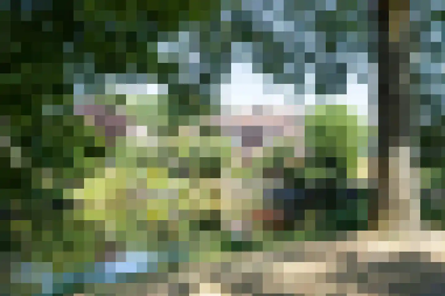Wingerd 85 Waddinxveen thumbnail 38