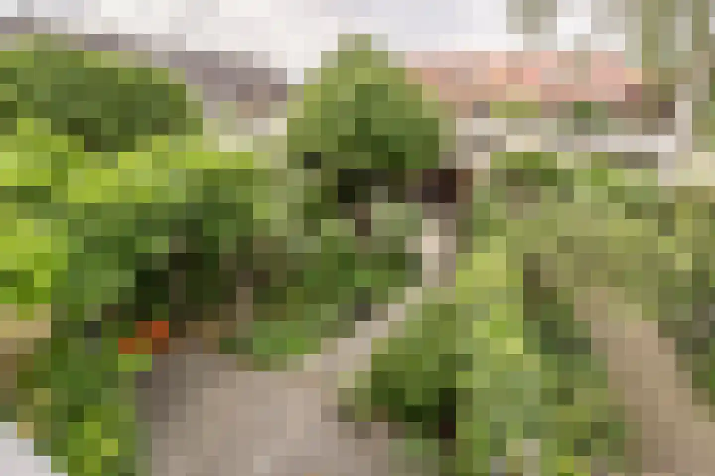 Wingerdlaan 12 Rotterdam thumbnail 26