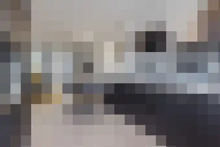 Wingtapper 10 Venhorst thumbnail 7