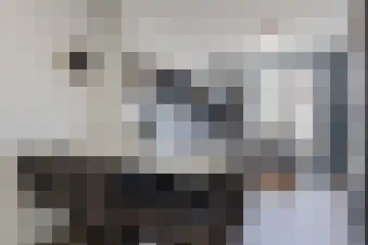 Wingtapper 10 Venhorst thumbnail 9