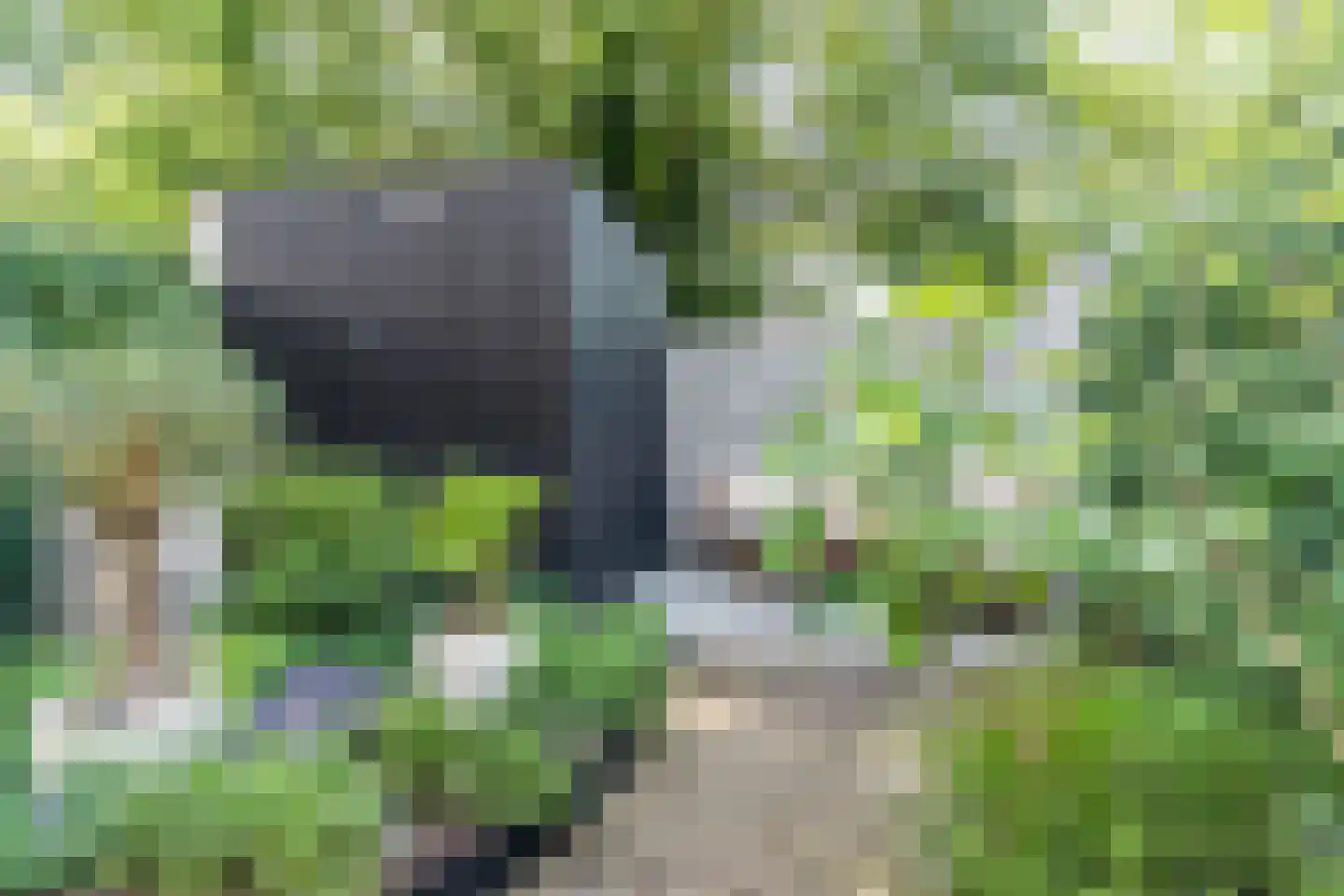 Wingtapper 4 Venhorst thumbnail 35