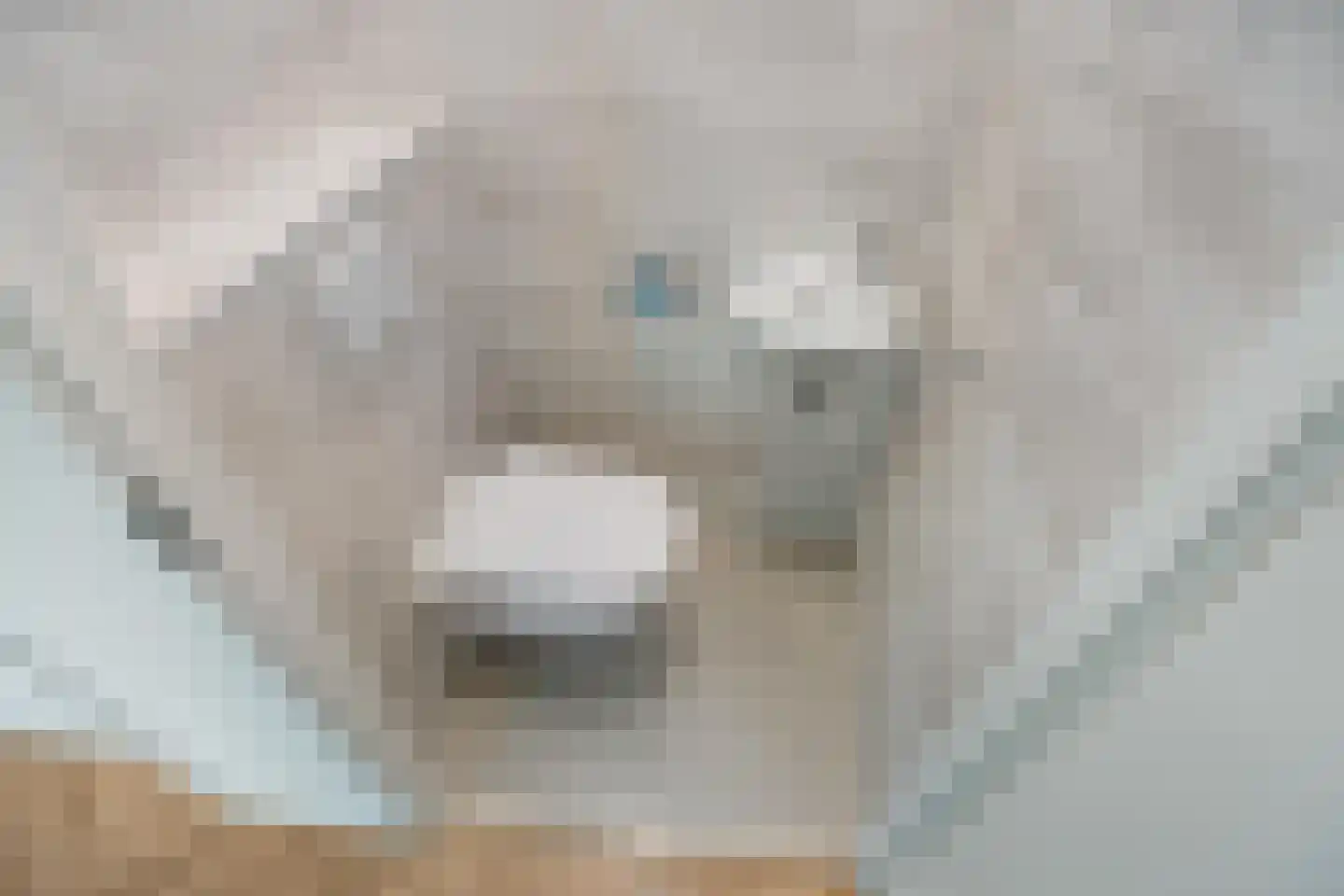 Wintercyclaam 1 Nootdorp thumbnail 14