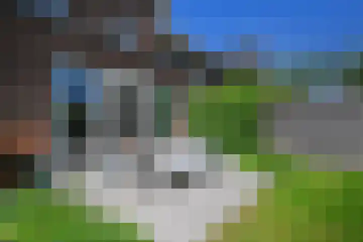Wintercyclaam 6 Nootdorp thumbnail 19