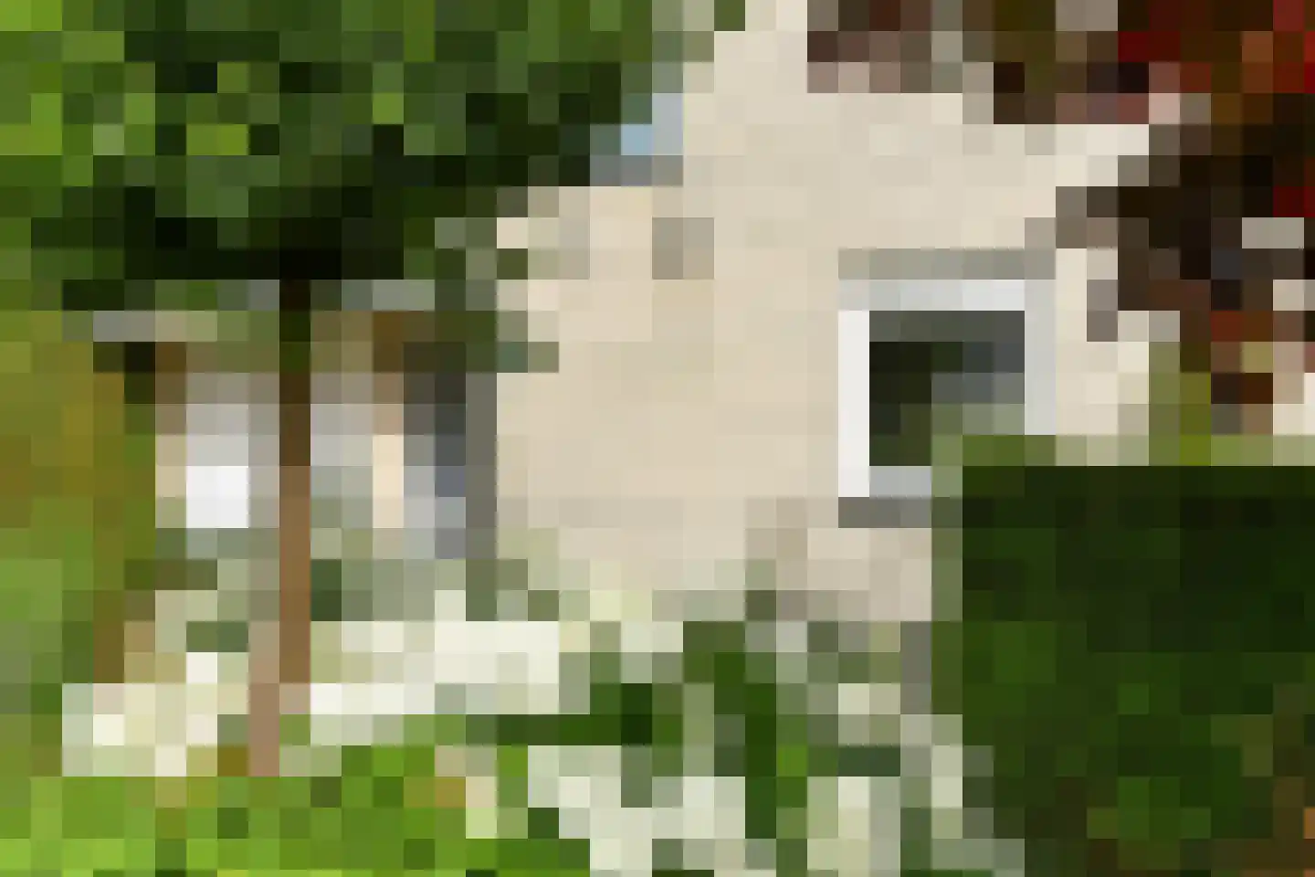 Winterjan 1 Elst thumbnail 36