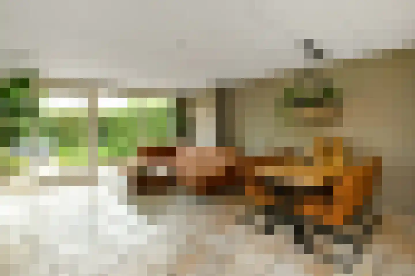 Winterjan 1 Elst thumbnail 4