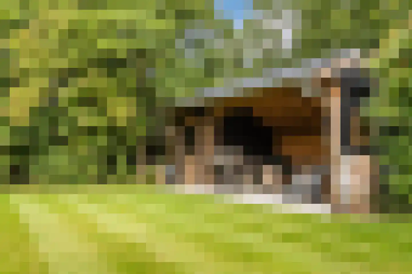 Winterkoning 31 Zuid-Scharwoude thumbnail 62