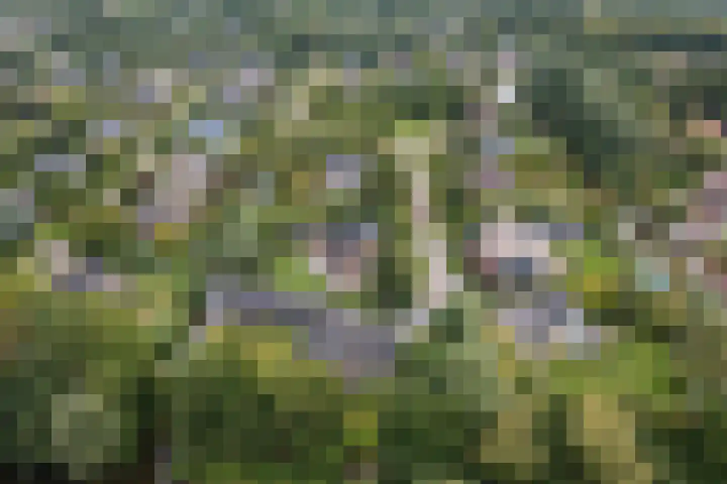 Winterkoning 31 Zuid-Scharwoude thumbnail 78