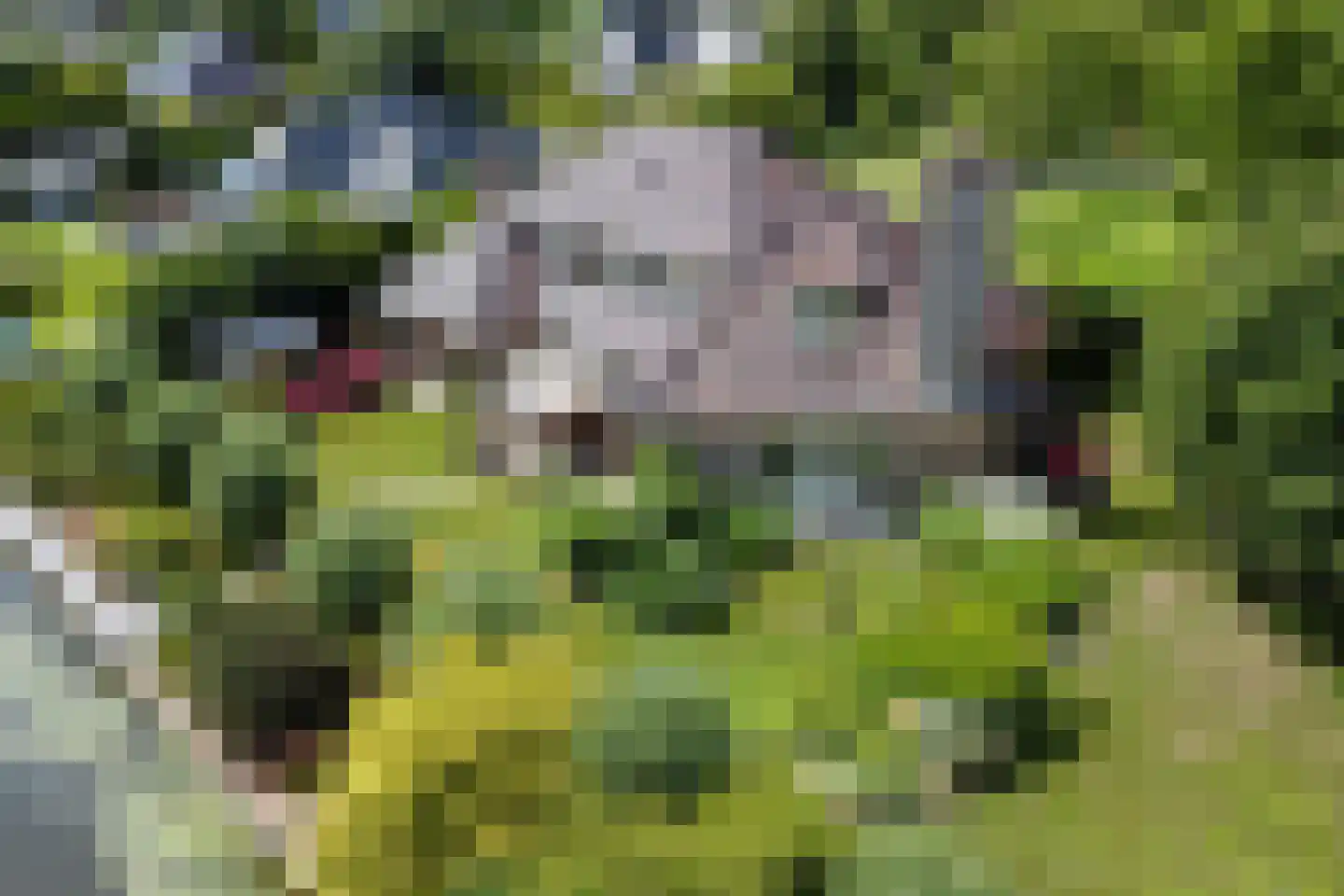 Winterkoning 36 Zuid-Scharwoude thumbnail 68