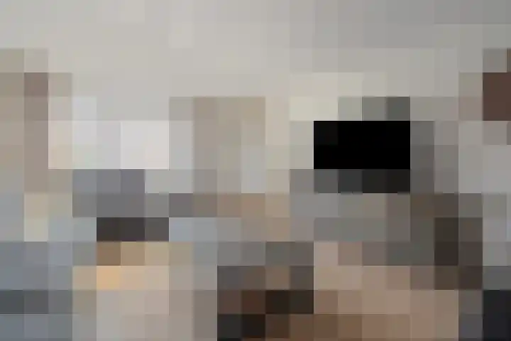Winterkoninkje 9 Raalte thumbnail 4