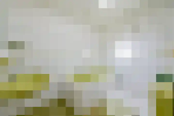 Wipmolen 11 Schagen thumbnail 31