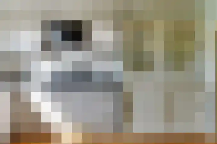 Wipmolen 8 Noord-Scharwoude thumbnail 18