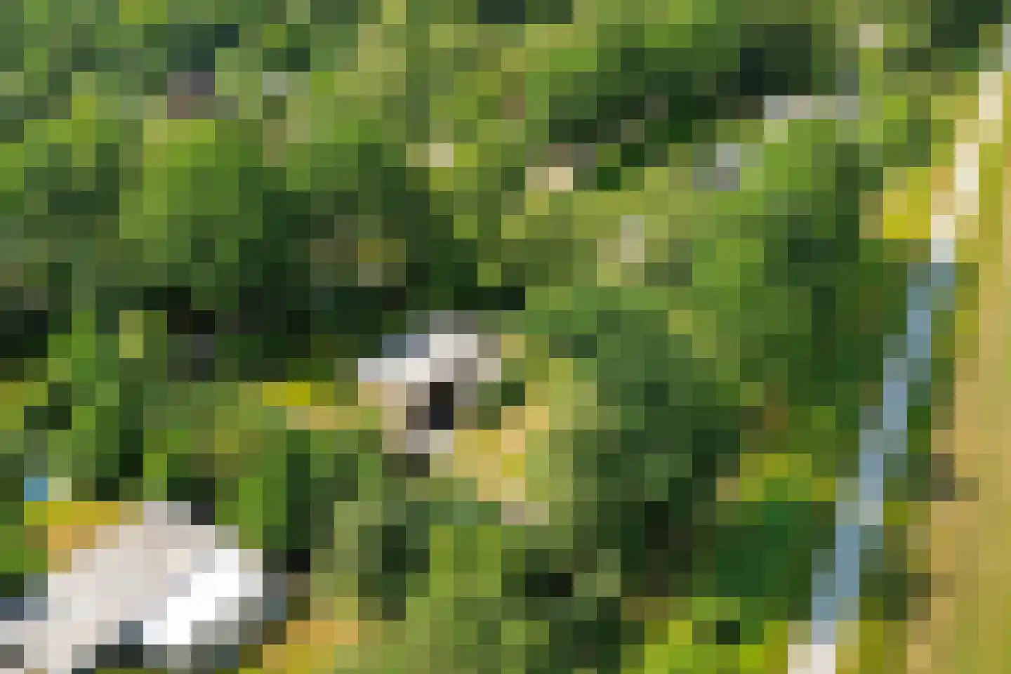 Wissel 9 Koekange thumbnail 33