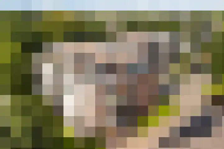 Wissellaan 16 Bilthoven thumbnail 34