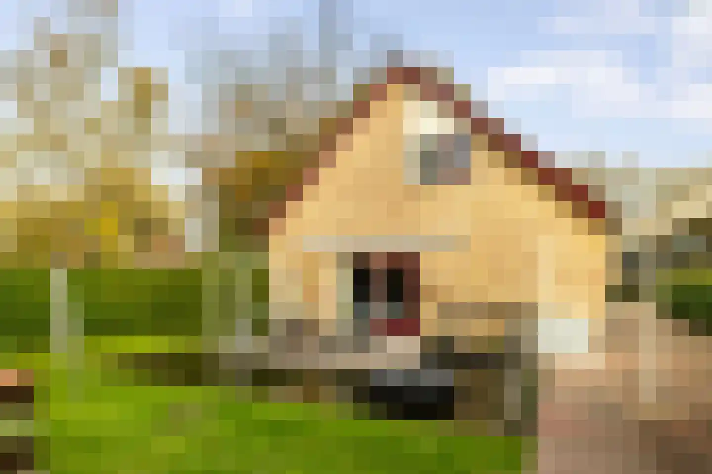 Wisselt 34 Zelhem thumbnail 10